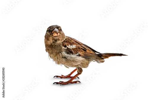 Little bird the Sparrow (Passer italiae)