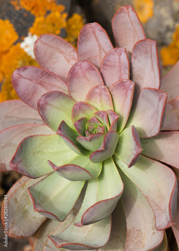 Succulent aeonium plant on stone wall, typical flower of the Canary Islands.  photo