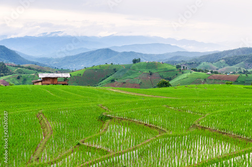 Fototapeta Naklejka Na Ścianę i Meble -  Rice field view at sunset with green rice plant being planted as a staircase in Chiang Mai, Thailand
