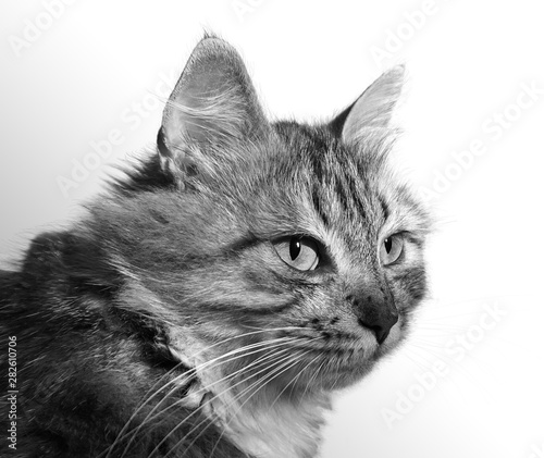 Portrait of a Black and White Siberian cat