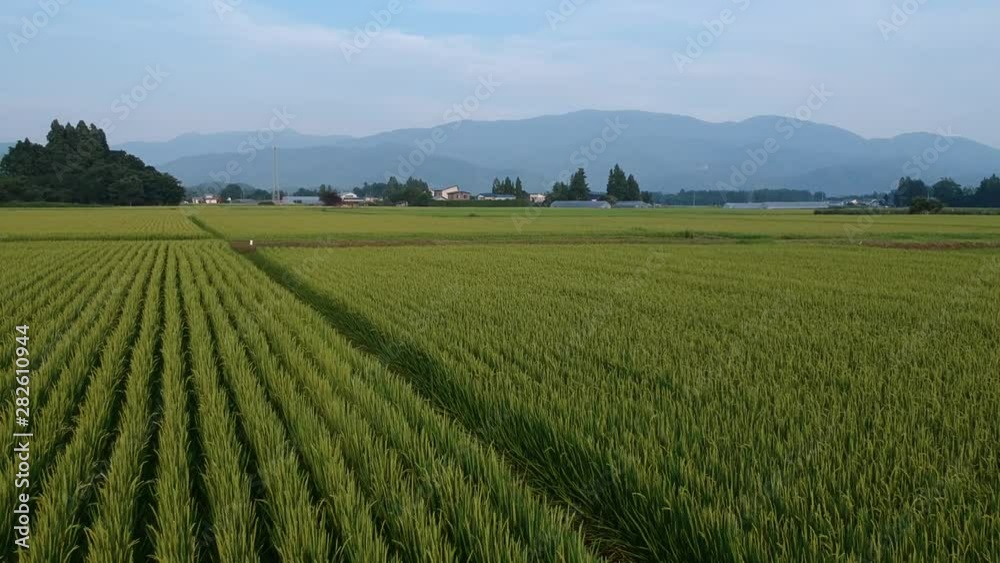 日本の田園風景 8月 空撮 農業イメージ 日本の田園風景 8月 空撮 農業イメージ