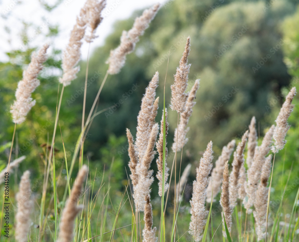 The field flowers are in environmental conditions. The field flowers are in environmental conditions.