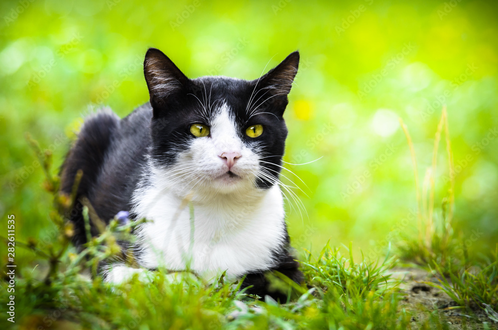 Two-tone cat basking in the summer grass, portrait