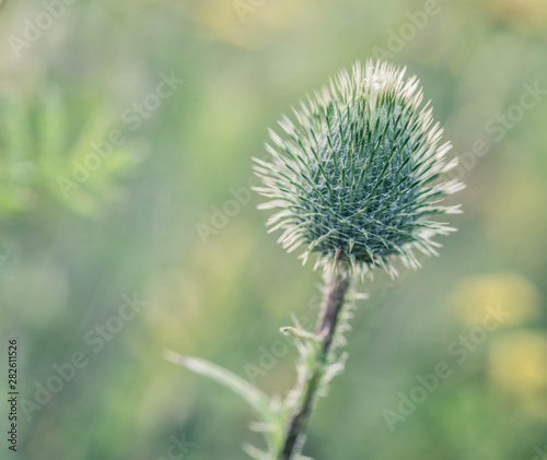 The field flowers are in environmental conditions.