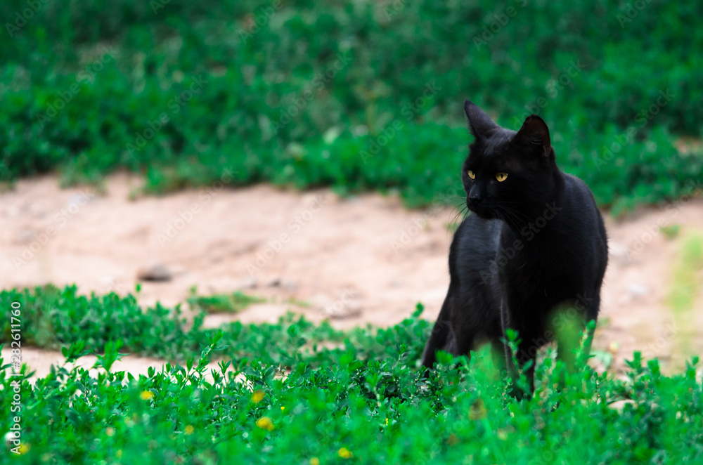 Black cat on a background of greenery Black cat on a background of greenery