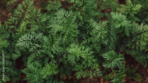 Green sprigs of carrots on the ground in a rural garden. Top view. Close up.