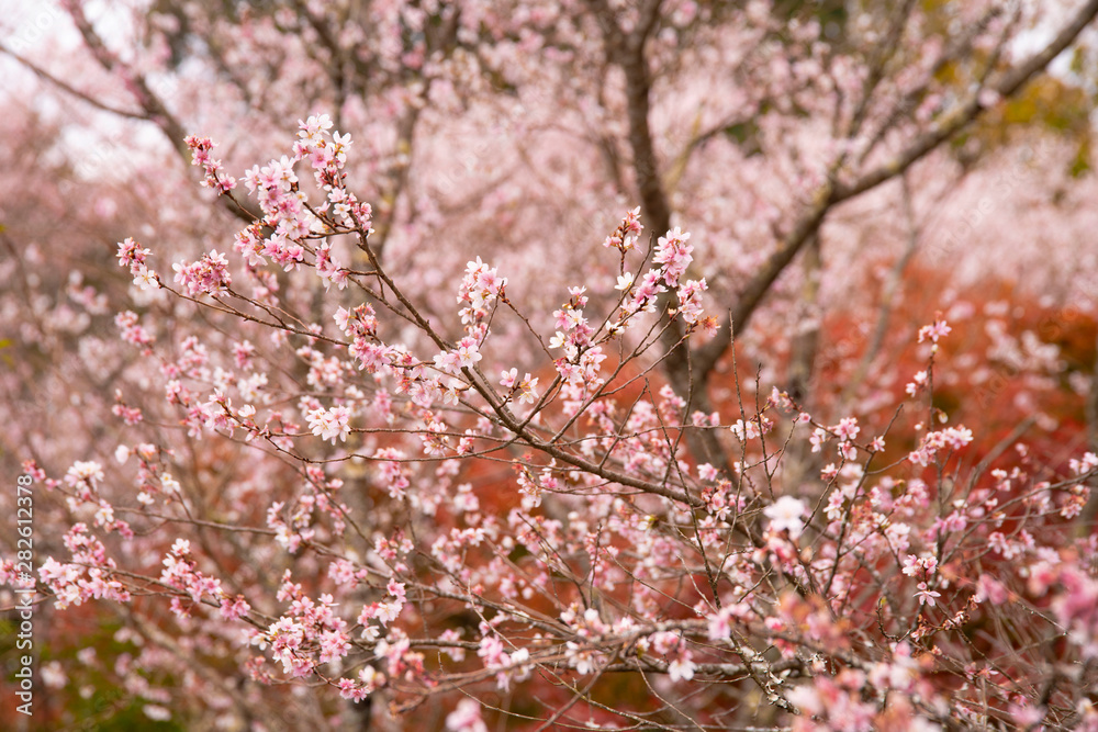 sakura in autumn