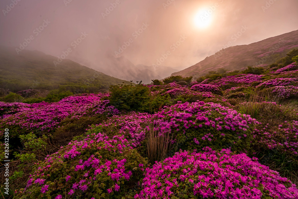Fototapeta alpine flowers on the mountain in end of day