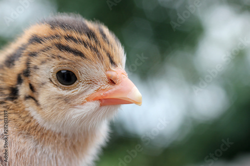 a little chicken of unusual color 