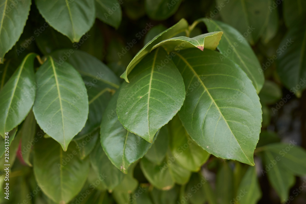 Prunus laurocerasus Prunus laurocerasus