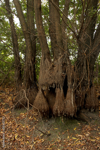 tree roots in the dry season