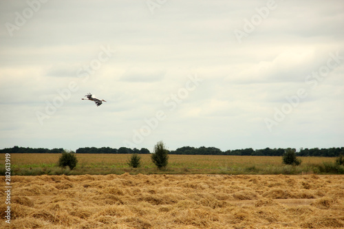 flying over a wheat field