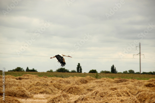 free flight of the white crane