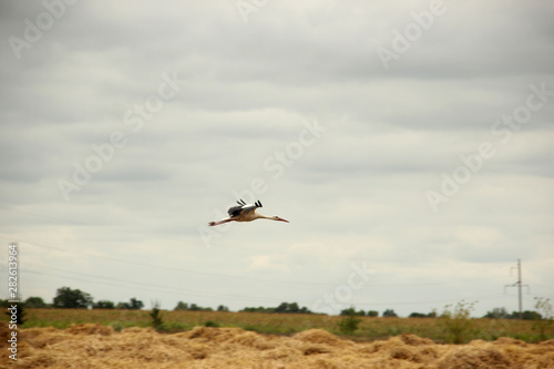 free flight of the white crane