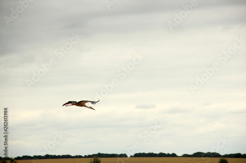 free flight of the white crane