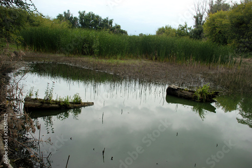 snagging landscape on the pond