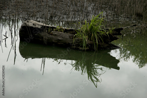 the old snag on the pond