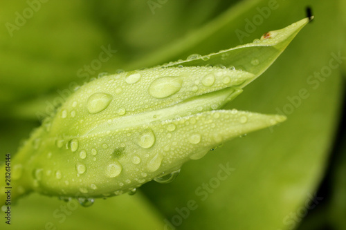 floral leaves after the rain