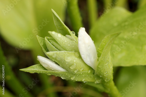 floral leaves after the rain