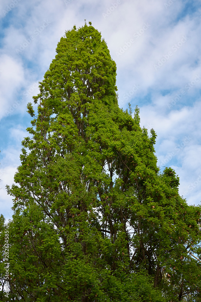 Fototapeta premium Quercus robur fastigiata foliage and trunk