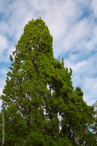 Quercus robur fastigiata foliage and trunk photo