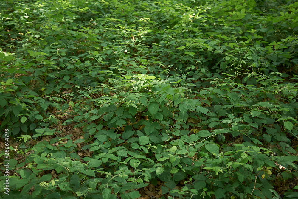 Rubus idaeus shrub in bloom Rubus idaeus shrub in bloom