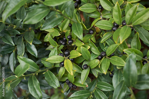 Sarcococca hoockeriana with balck fruit photo