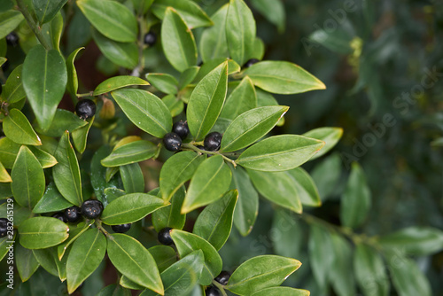 Sarcococca hoockeriana with balck fruit photo