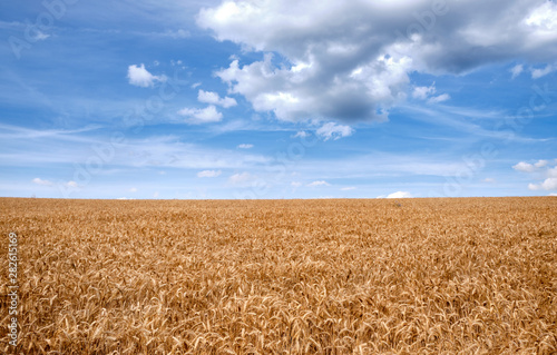 Beautiful summer landscape with blue sky and white clouds above a huge grainfield with a little cornflower growing in it