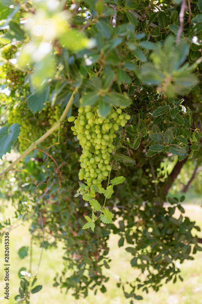 Closeup view of big beautiful bunch of grape growing outdoor in sunny summer garden. Vertical color photography.