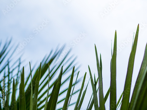 Palmenblatt mit blauen Himmel und Sonnenlicht, Textfreiraum, Urlaub, Reise