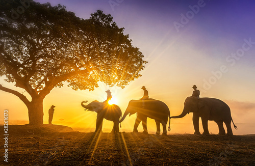 Elephant trainer and Three mahout with three elephants walking to a tree during a sunrise silhouette. vintage style. The activities at Krapho  Tha Tum District  Surin  Thailand.