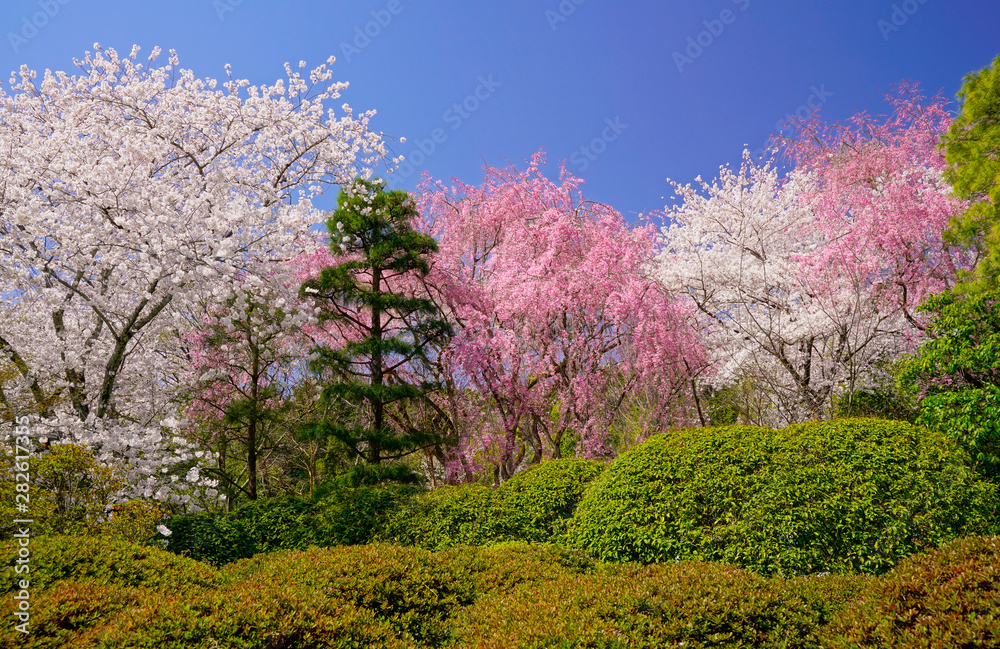full blooming spring flowers in temple garden full blooming spring flowers in temple garden