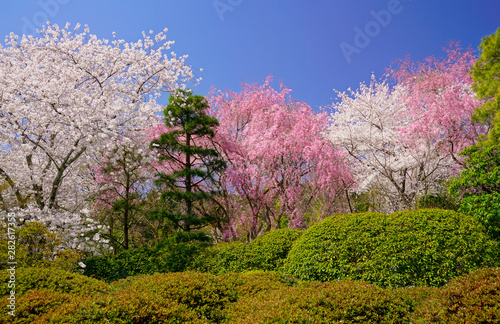full blooming spring flowers in temple garden