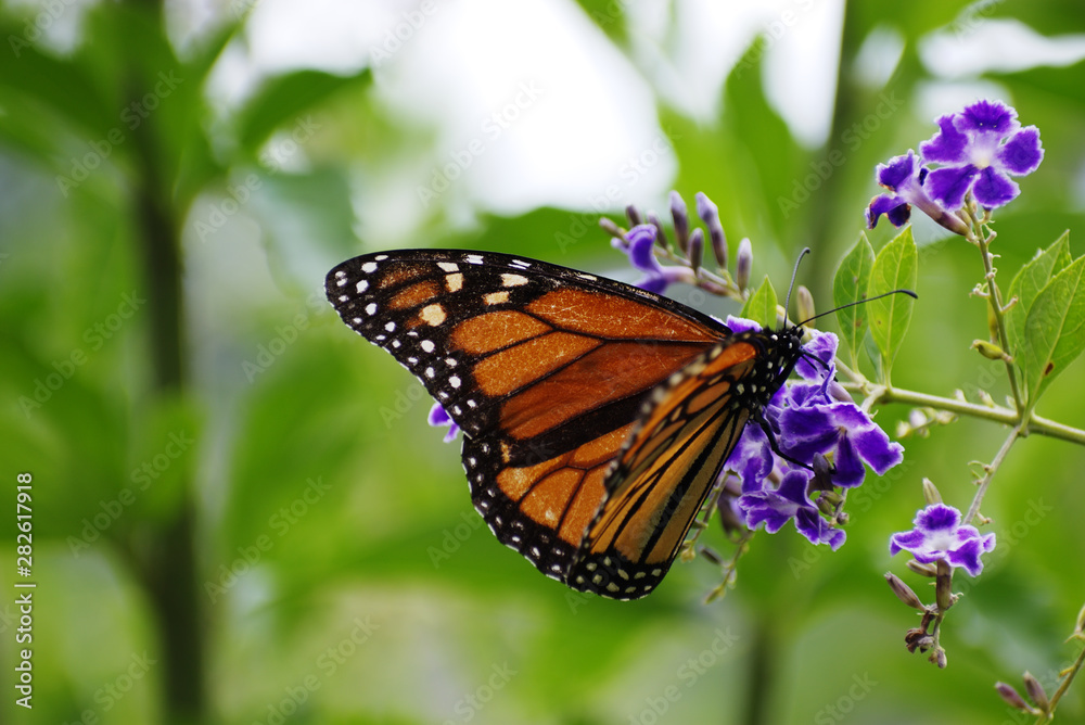 Fototapeta premium Monarch (Danaus plexippus) butterfly feeding on purple flower New Zealand