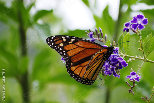 Monarch  Danaus plexippus  butterfly feeding on purple flower New Zealand