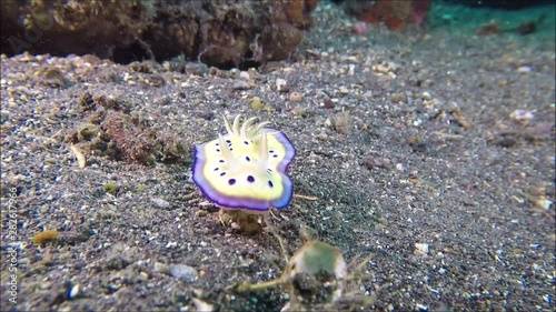 Meeresschnecke
