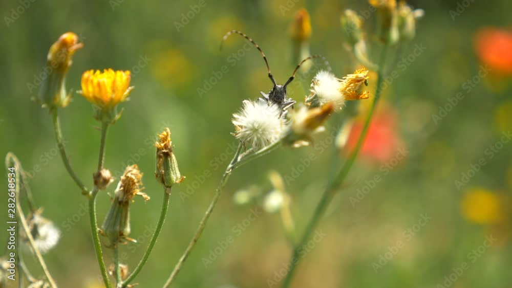 Insect Insect