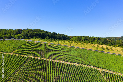 Blick von oben auf die Weinberge nahe Hattenheim/Deutschland im Rheingau