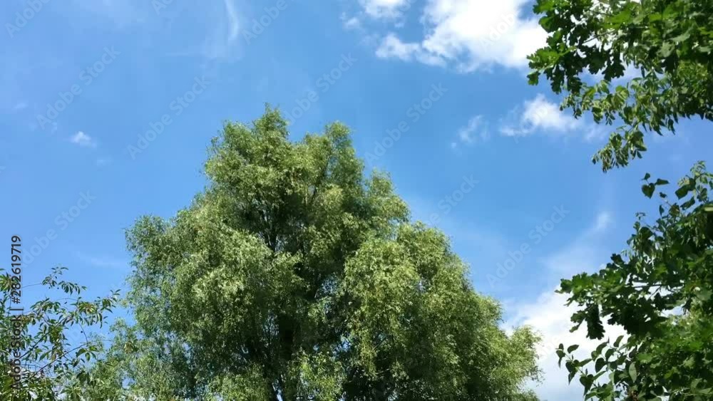 Tree with lush foliage sways in the wind. Birds fly beside to the tree. Floating clouds.