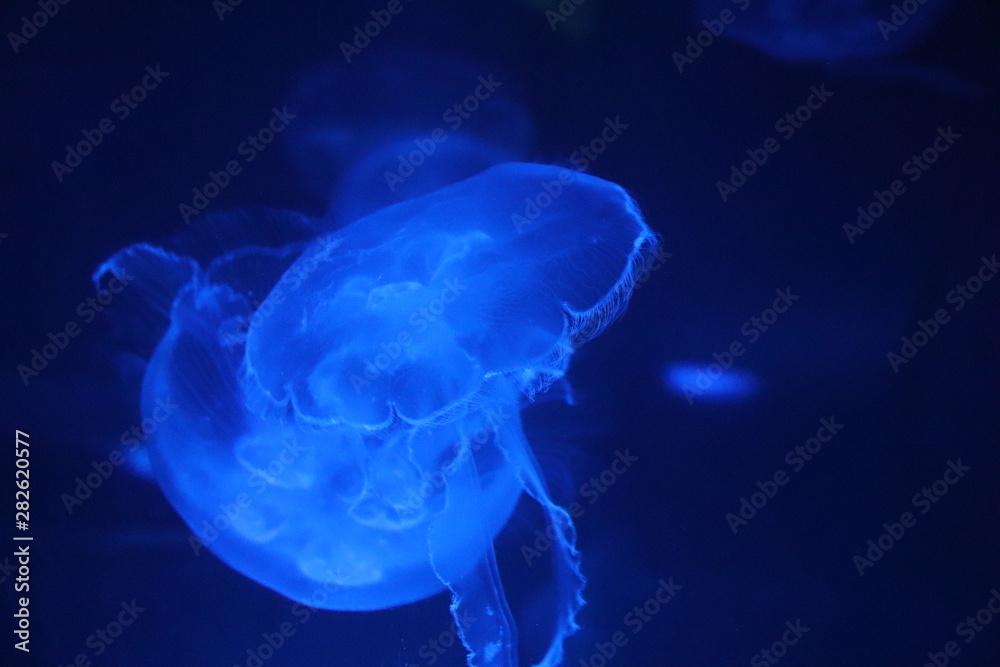 jellyfish on blue background jellyfish on blue background
