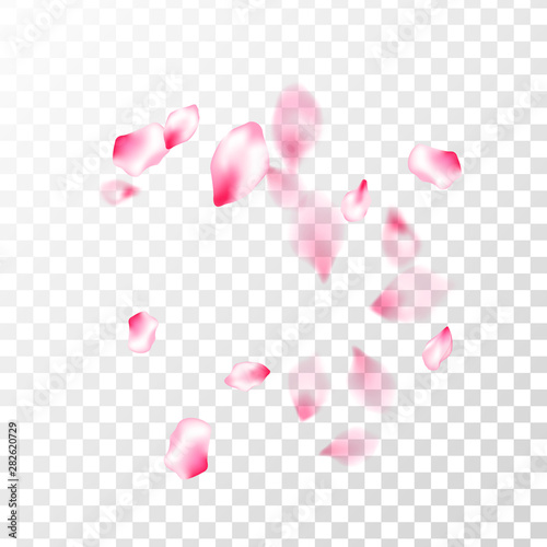 Pink sakura petals confetti flying and falling