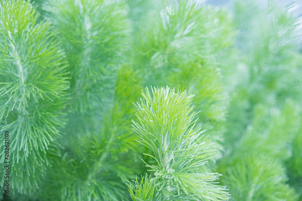 Close Up of Nature view of green leaf on blurred green background. Close Up of Nature view of green leaf on blurred green background.