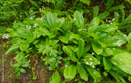 Wallpaper Mural background of green leaves Torontodigital.ca