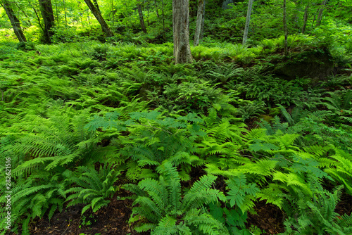 Wallpaper Mural ferns in forest Torontodigital.ca