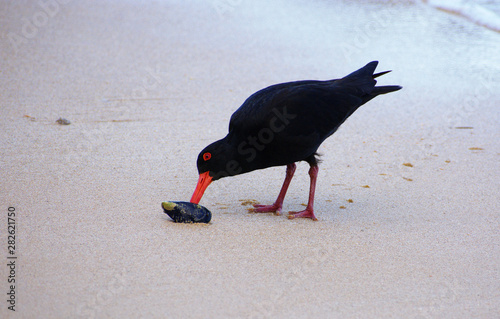 Black morph variable oystercatcher (Haematopus unicolor) adult foraging green-lipped mussel, New Zealand endemic bird photo