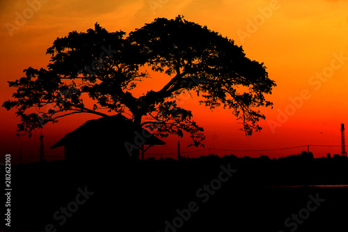 silhouette of tree at sunset