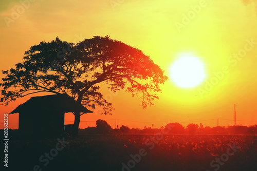 silhouette of tree in sunset