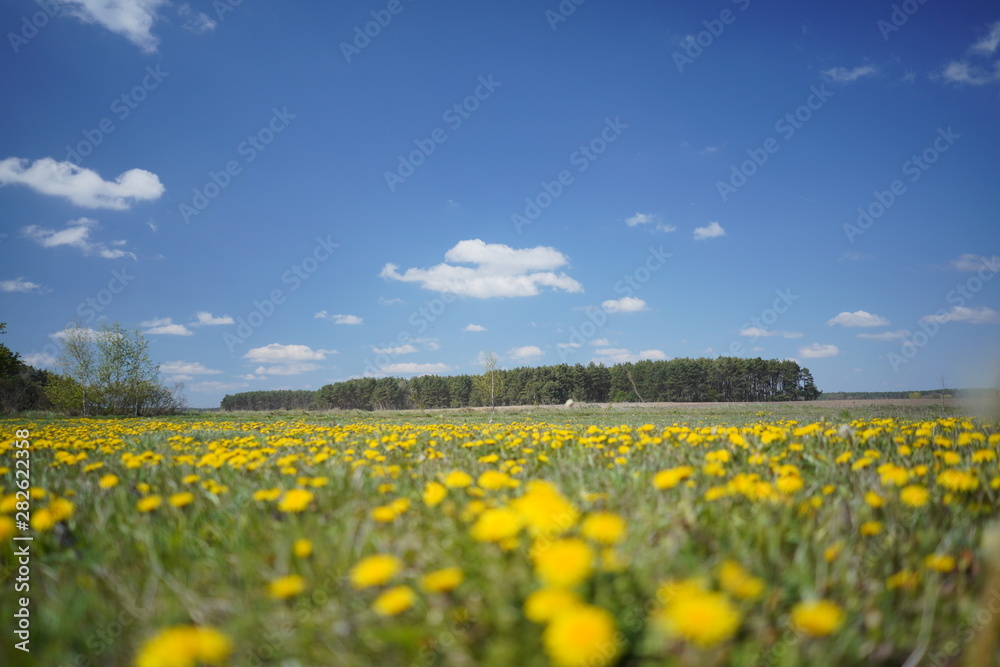 Dandelion field in the spring Dandelion field in the spring
