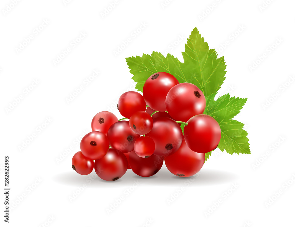 Ripe delicious red currant white background. Vector realistic, 3d illustraton Ripe delicious red currant white background. Vector realistic, 3d illustraton